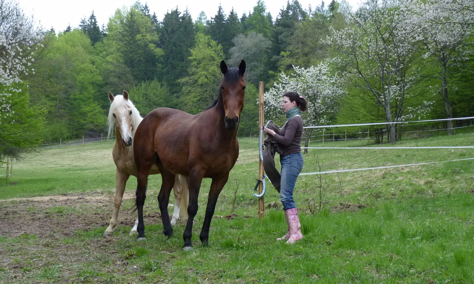 Koníci Vendulka & Megan